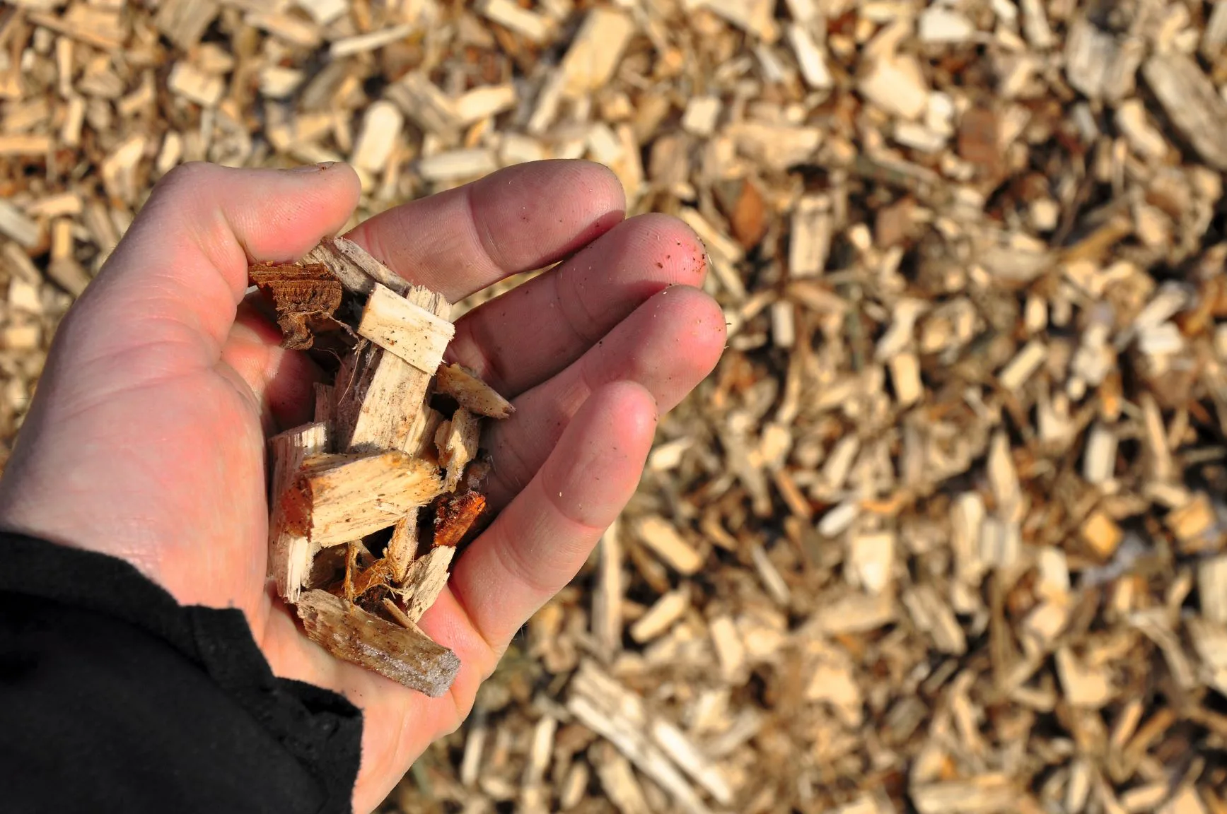 Klimaschützer Altholz