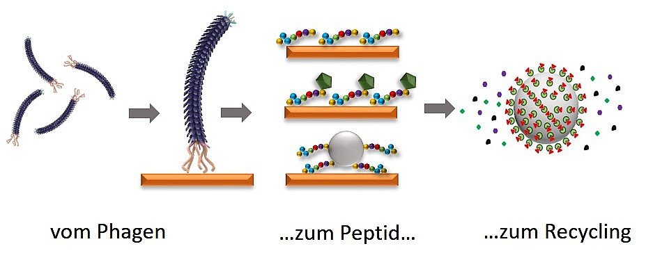 Bakteriophagen als Werkzeug zur Entwicklung von Trenn-Materialien auf Peptid-Basis: Mit Peptiden (Mitte oben) lassen sich strategisch wichtige Rohstoffe wiedergewinnen. Um diese Protein-Bruchstücke für jedes Zielmaterial (orange) gezielt anfertigen zu können, setzt die Nachwuchsgruppe BioKollekt am HZDR Bakteriophagen – auf Bakterien spezialisierte Viren (links) – ein. Gebunden an ein Trägermaterial (rechts), angeln die Peptide das gewünschte Metall aus einer Lösung. Graphik: Franziska Lederer;