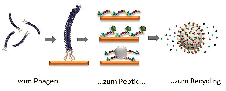 Bakteriophagen als Werkzeug zur Entwicklung von Trenn-Materialien auf Peptid-Basis: Mit Peptiden (Mitte oben) lassen sich strategisch wichtige Rohstoffe wiedergewinnen. Um diese Protein-Bruchstücke für jedes Zielmaterial (orange) gezielt anfertigen zu können, setzt die Nachwuchsgruppe BioKollekt am HZDR Bakteriophagen – auf Bakterien spezialisierte Viren (links) – ein. Gebunden an ein Trägermaterial (rechts), angeln die Peptide das gewünschte Metall aus einer Lösung. Graphik: Franziska Lederer;