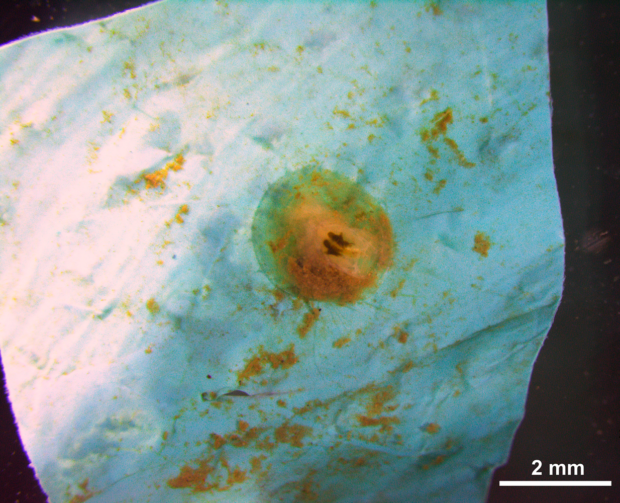 Der Tiefwasserarmfüßer Pelagodiscus atlanticus auf einem Stück Plastikfolie aus der Tiefsee. (Quelle: Xikun Song, Universität Xiamen)