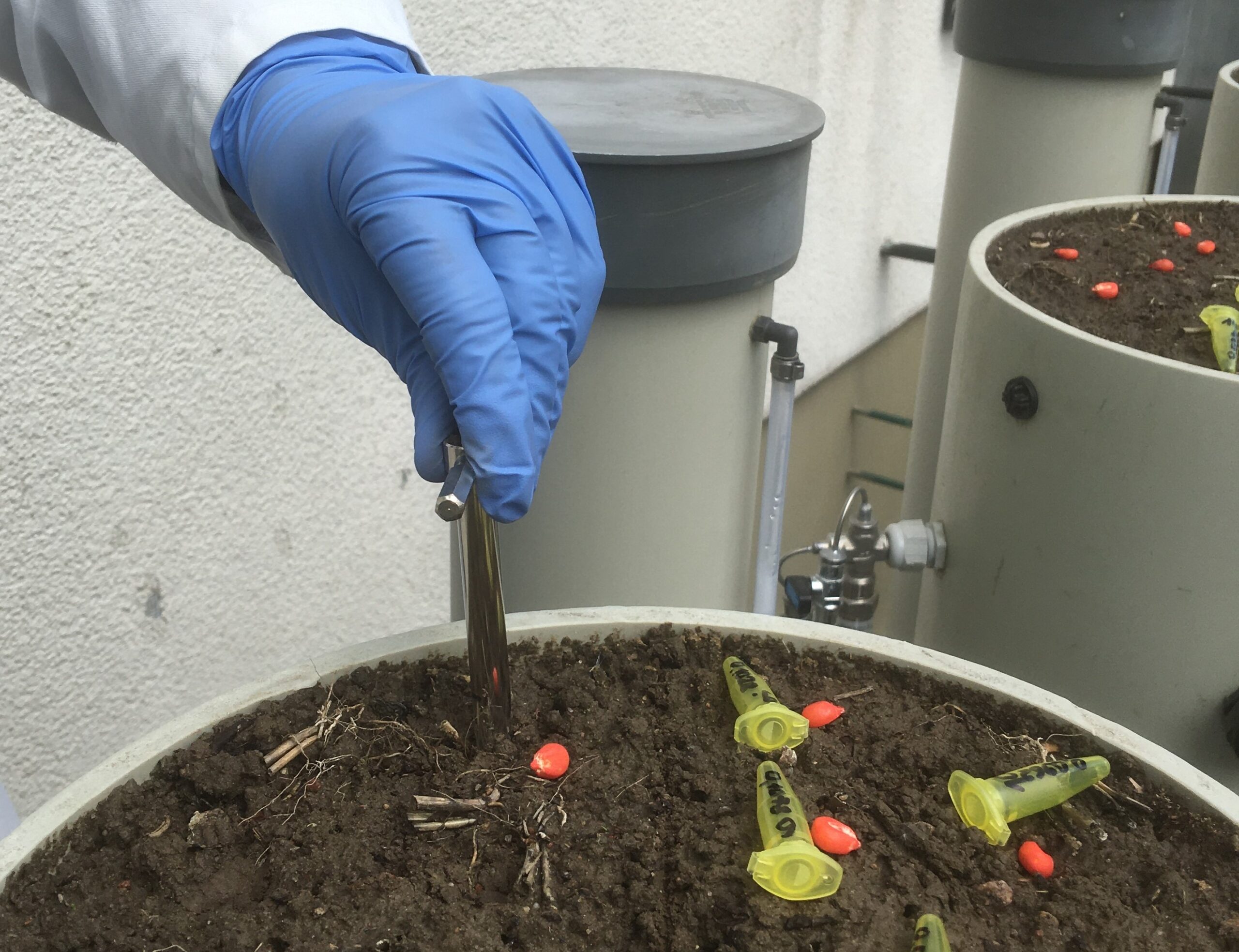 Einsaat von Mais und Phosphat als Kontaktdünger in einem Gefäßversuch an der Agrar- und Umweltwissenschaftlichen Fakultät. (Quelle: Universität Rostock)