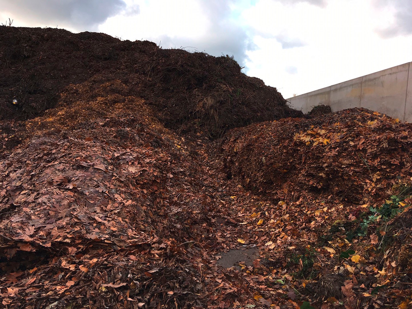 Im Herbst fallen große Mengen an Laub an.
Bild: Fraunhofer Umsicht