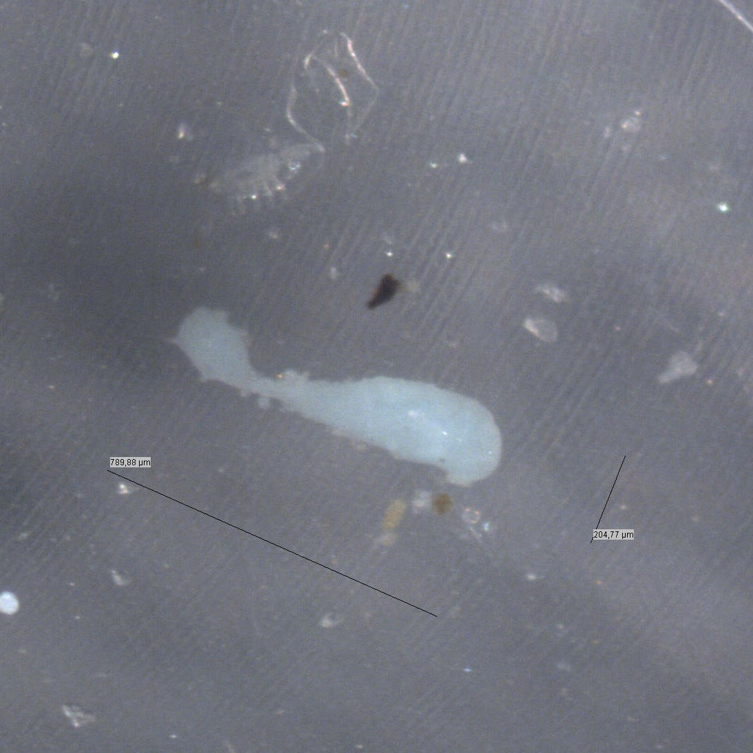 Metalle reichern sich in Mikroplastik an