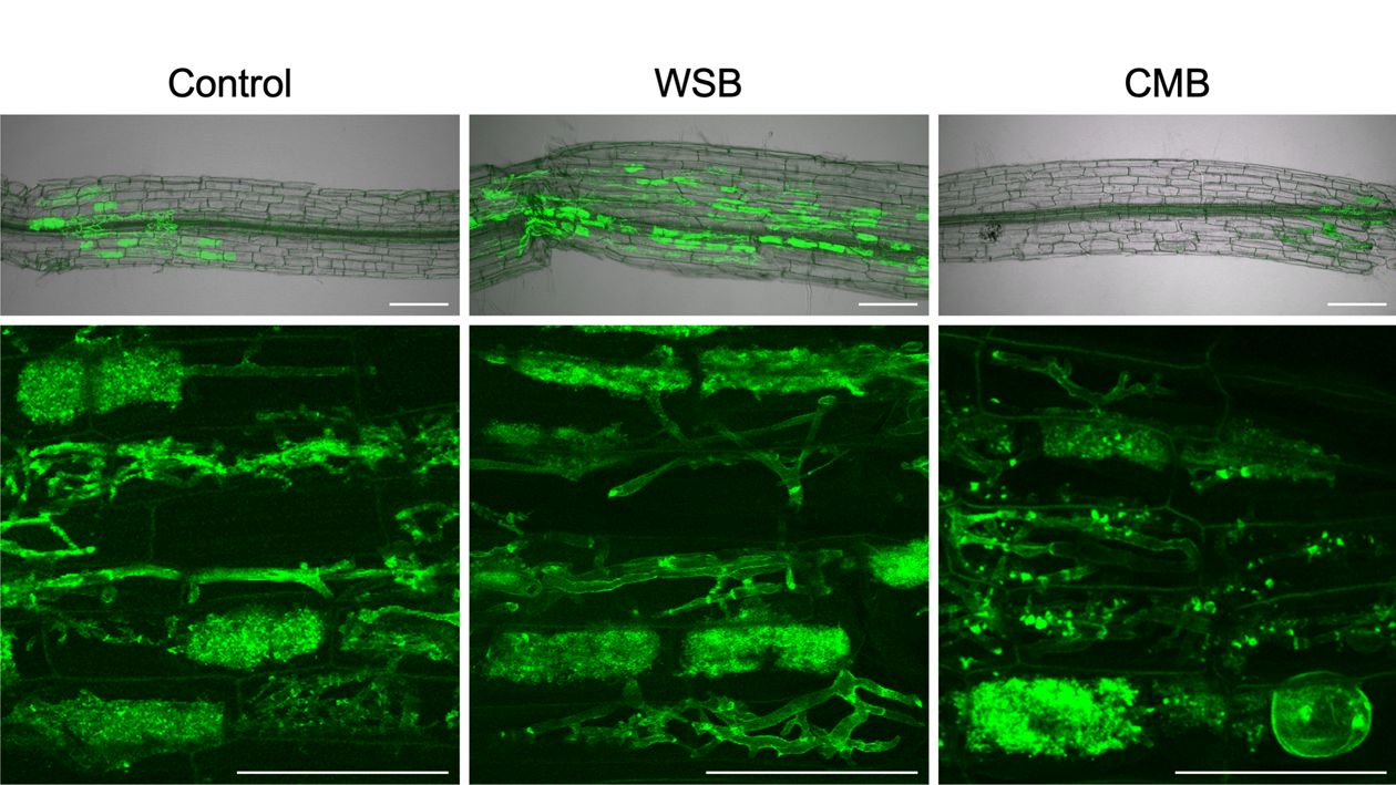 Die Symbiose der Tomatenpflanze mit den Mikropilzen ist besonders stark, wenn die Pflanze mit Biochar auf Weizenstrohbasis gedüngt wird (Mitte). (Ausführliche Bildunterschrift am Textende; Copyright: JKIP, KIT)